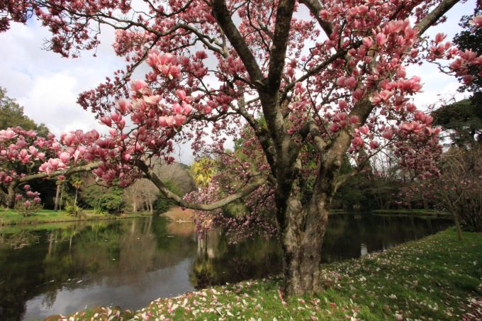 fratus_caserta_giardinoinglese_magnoliasoulange1_redux