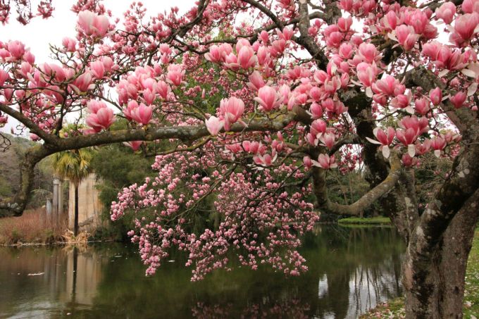 fratus_caserta_giardinoinglese_magnoliasoulange2_redux