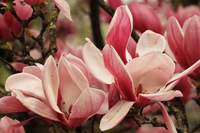 fratus_caserta_giardinoinglese_magnoliasoulange3_redux