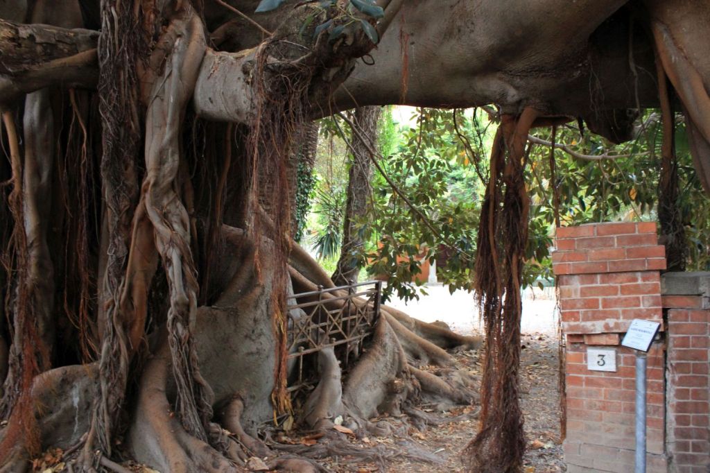 I ficus hegeliani di&nbsp;Bordighera