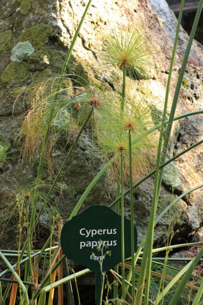 fratus_lamortellagiardini_q_redux