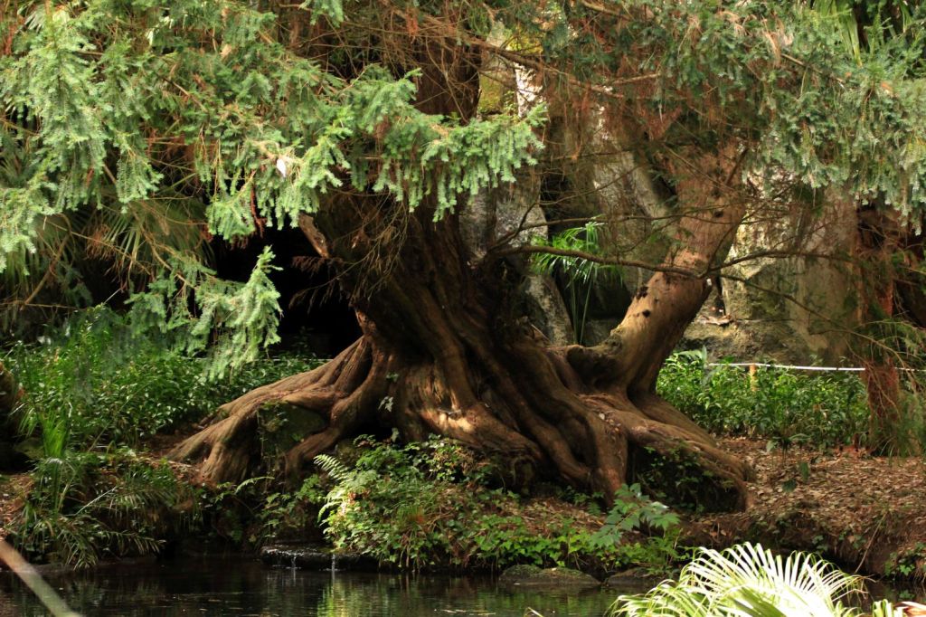 A proposito del Giardino Inglese di&nbsp;Caserta
