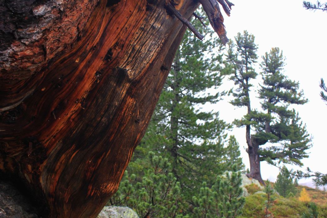 bocchefiamminghe_Alpe-Tramin_Fratus_1500