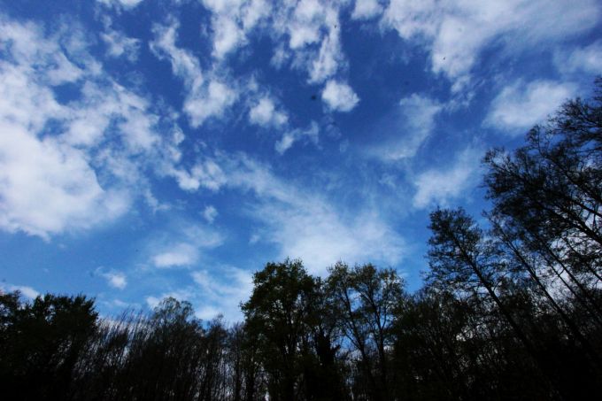 fratus_dendrosofia_redux