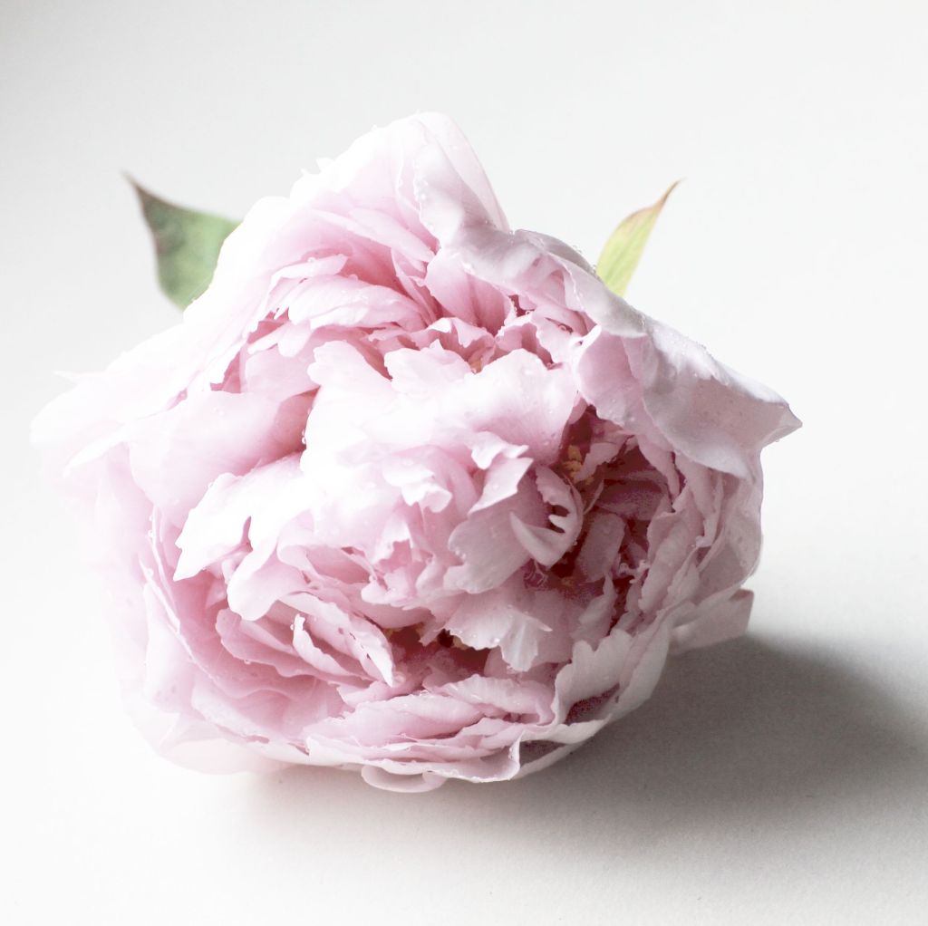 Paeonia suffruticosa Sheng Ge&nbsp;Jin