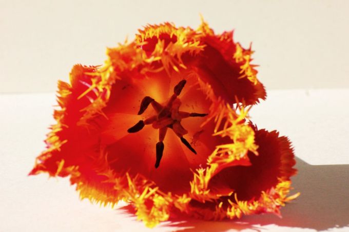 fratus_tulipano_laggiuinfondo_redux