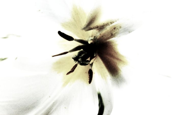 fratus_tulipano_stami_redux