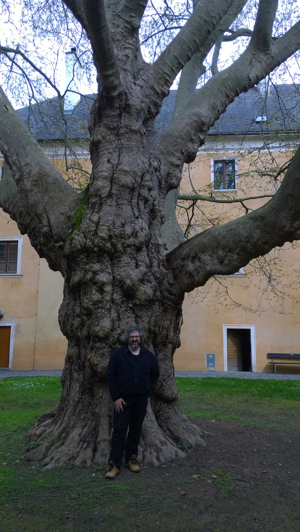 Il platano di Mautern in&nbsp;Austria