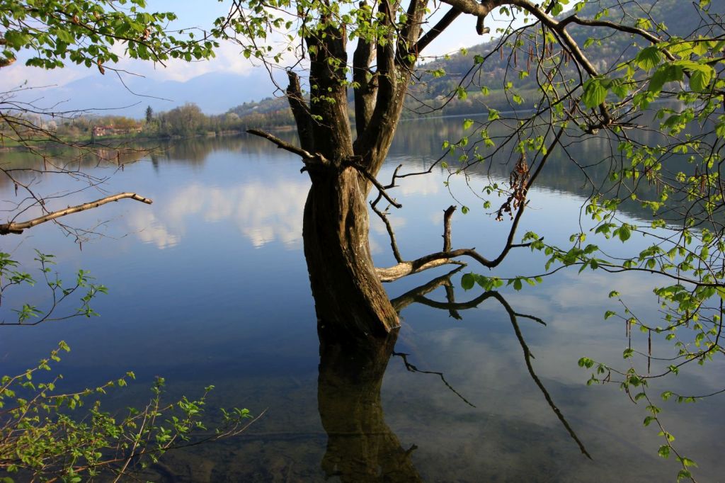 Confucio è una quercia che&nbsp;cammina