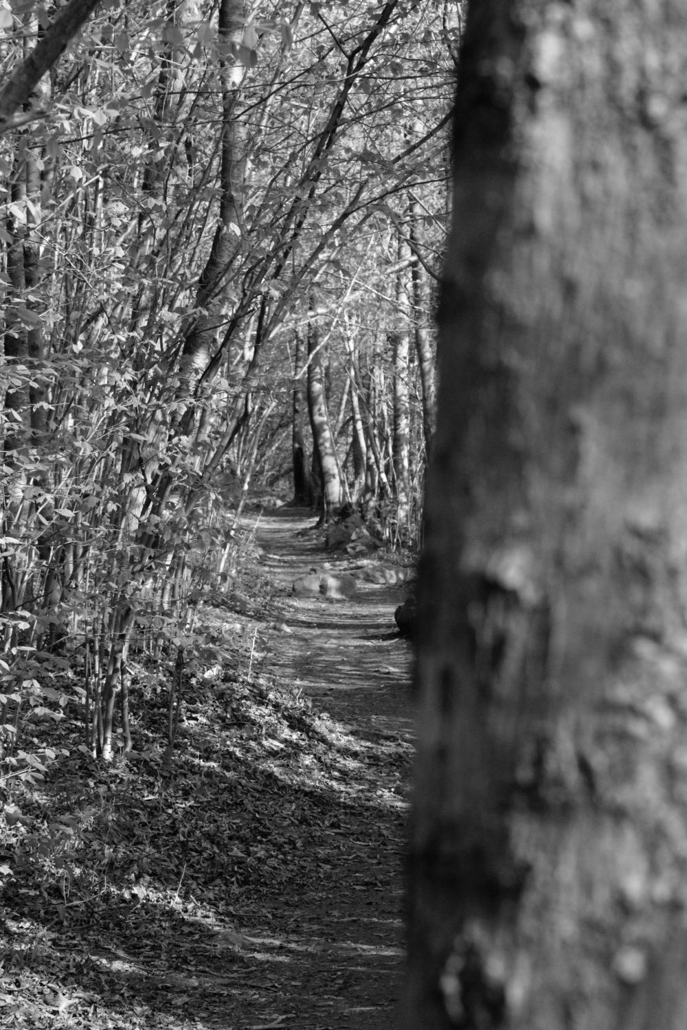 Non disturbate il&nbsp;bosco