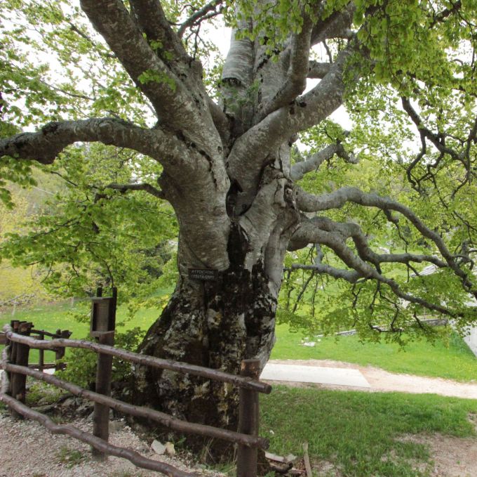 fratus_faggioerbezzo_redux