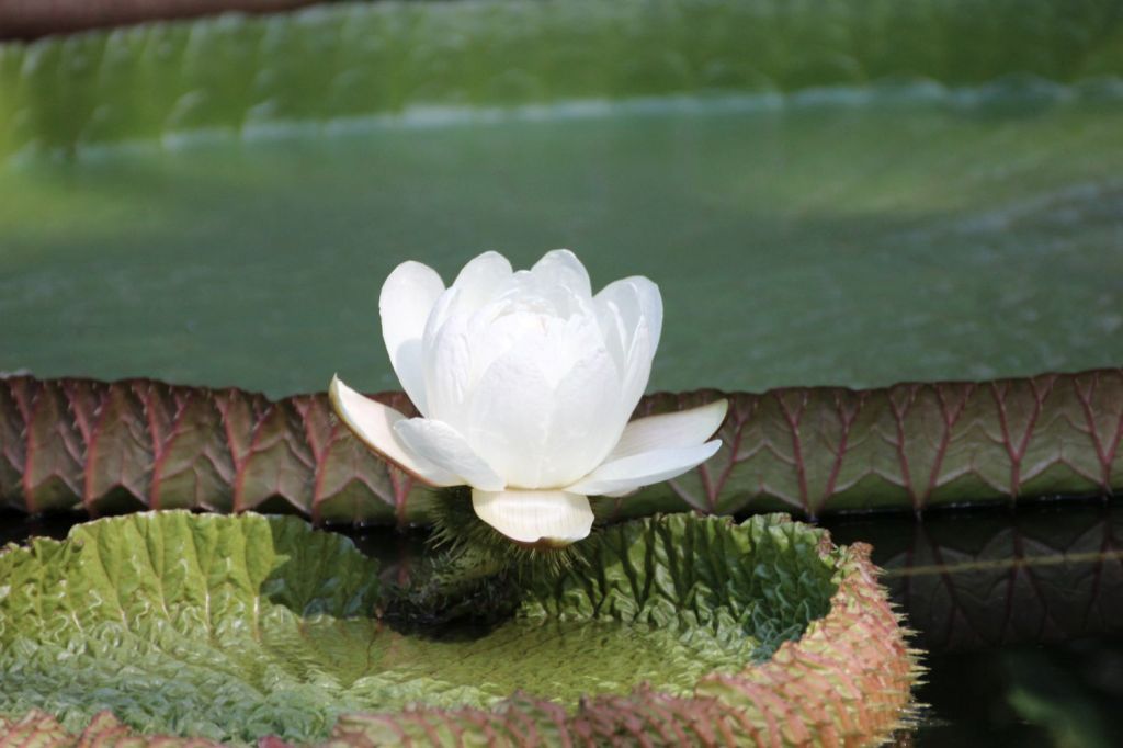 La fenomenologia delle vita incontra le radici del pensiero&nbsp;antico