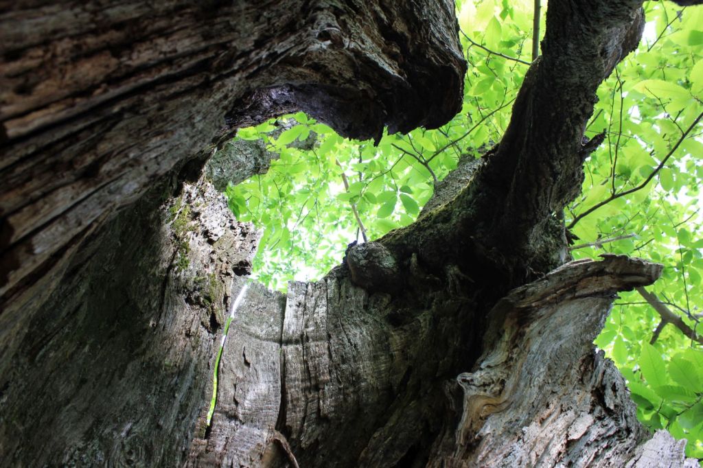 Meditazione nei castanodonti