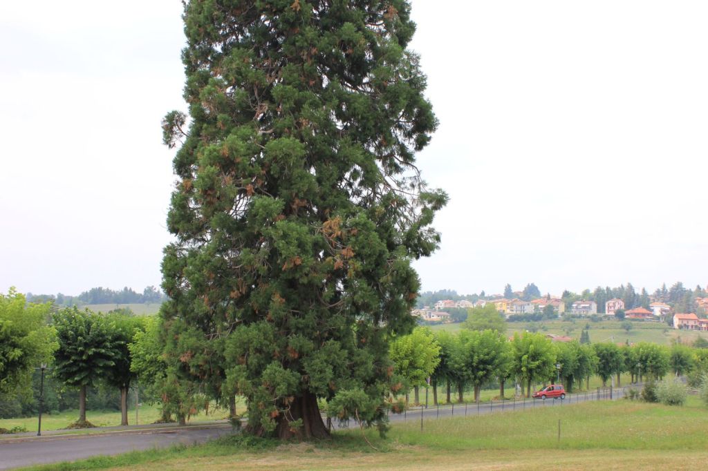 Cittadinanza onoraria alla sequoia monumentale di&nbsp;Vicoforte