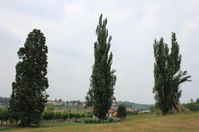 vicoforte_sequoia_fratus_2012_g