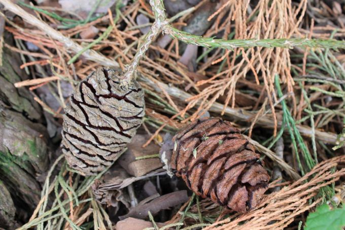 vicoforte_sequoia_fratus_2012_h