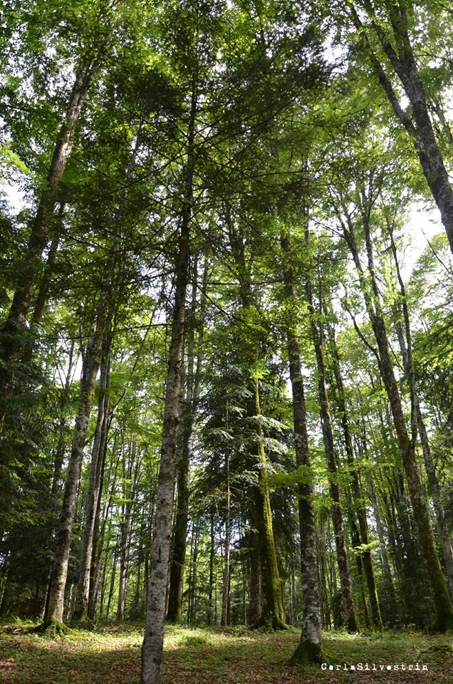 13495472_1737371543204001_8237873493794239875_o