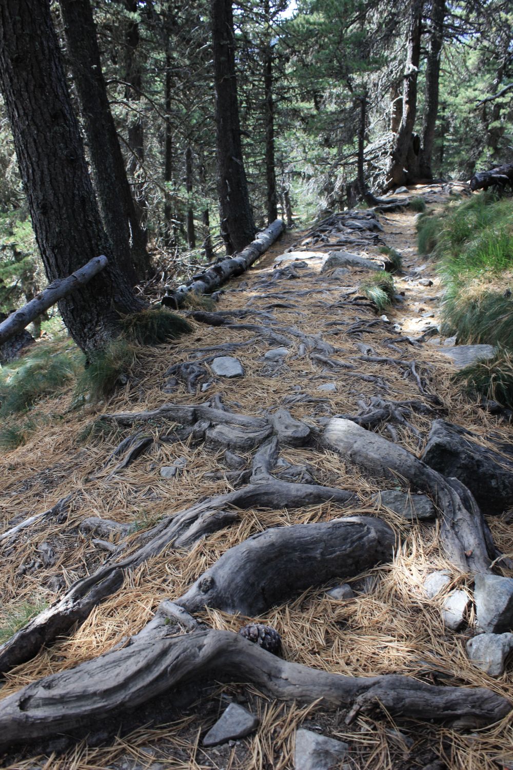 Cinque poesie incise in un tronco&nbsp;#4