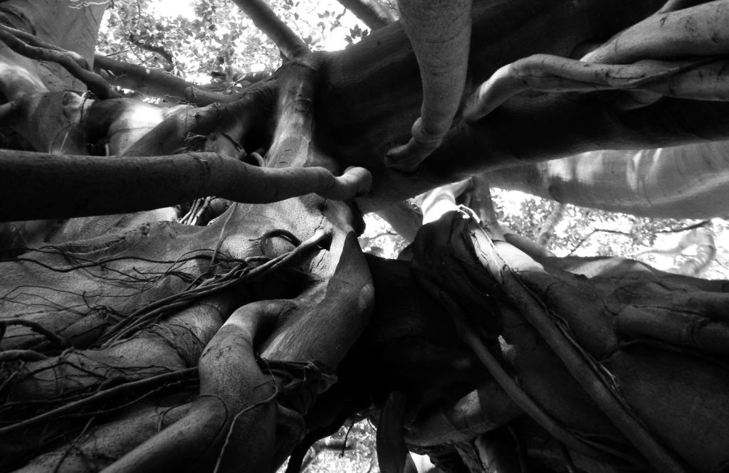 I ficus dell’Orto Botanico di&nbsp;Palermo