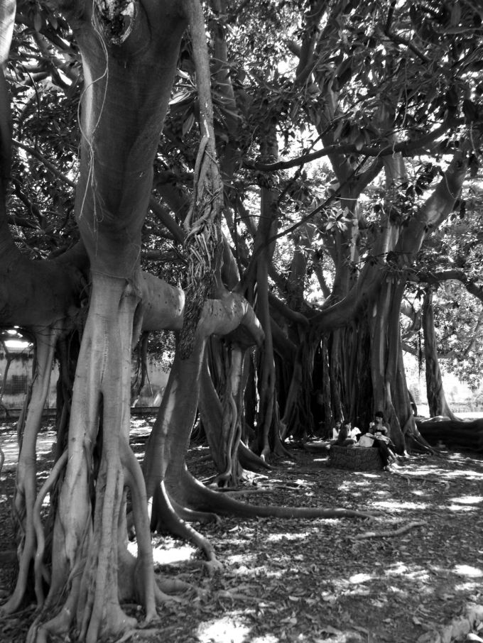 bn_fratus_palermoortobotanico_2_redux