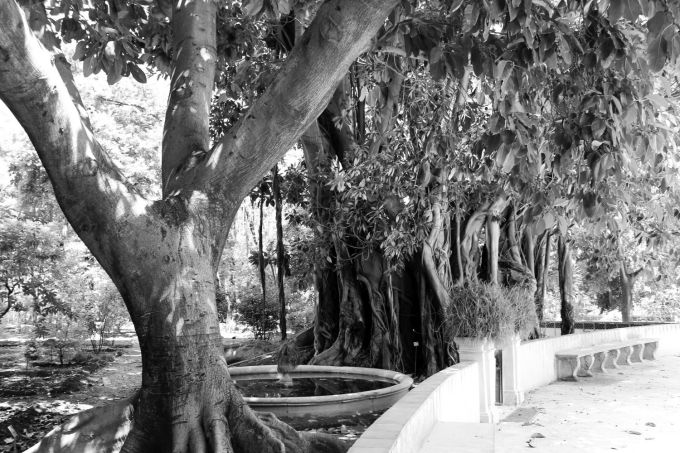 bn_fratus_palermoortobotanico_4_redux