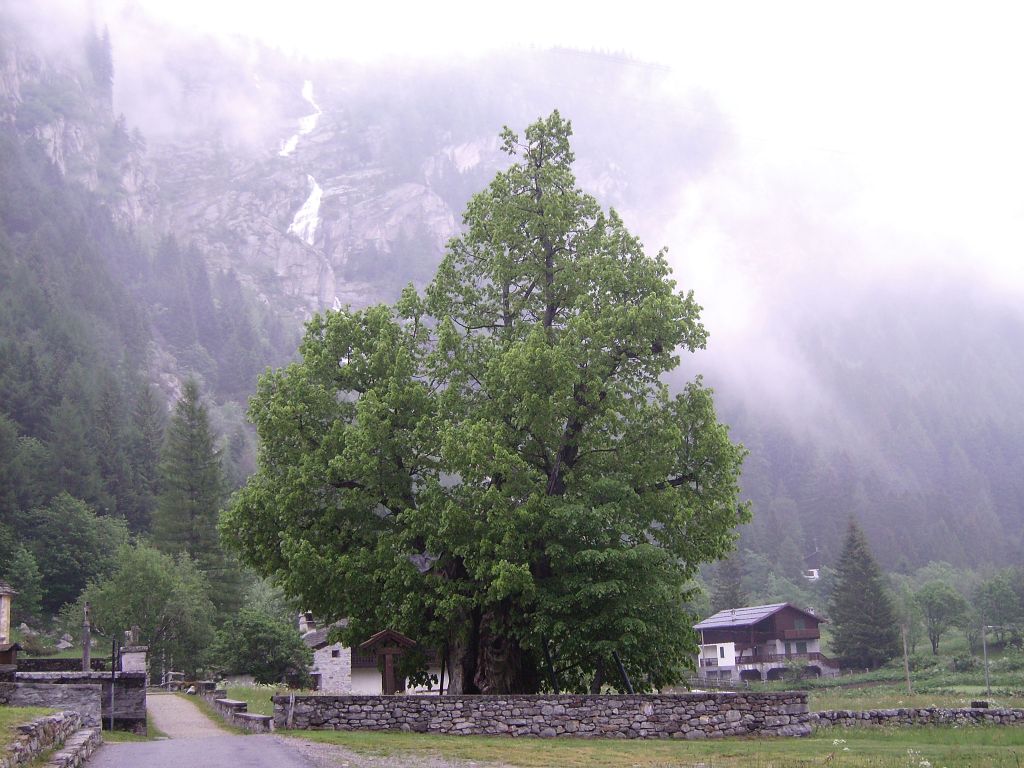 Nel tiglio di Macugnaga le anime mormorano in&nbsp;latino