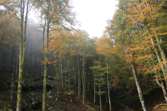 cansiglio_fratus_a_redux