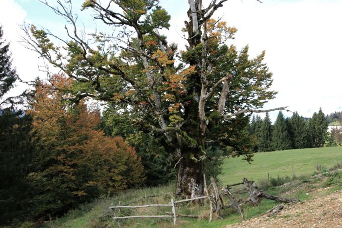 cansiglio_fratus_b_redux