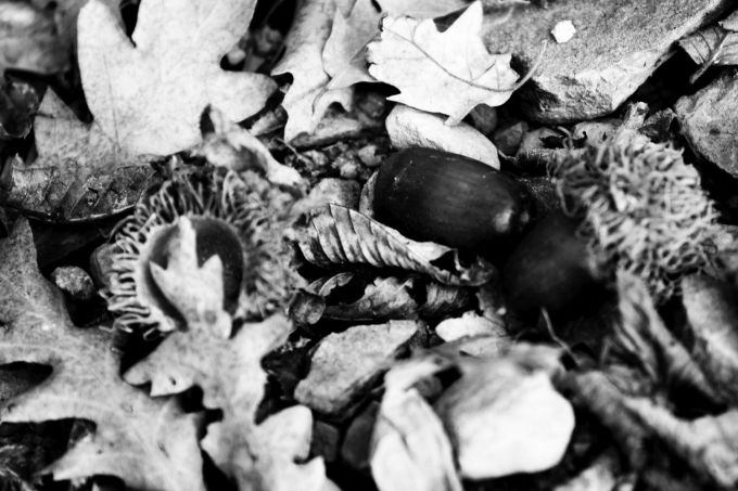 ghiande_fratus_2015_redux