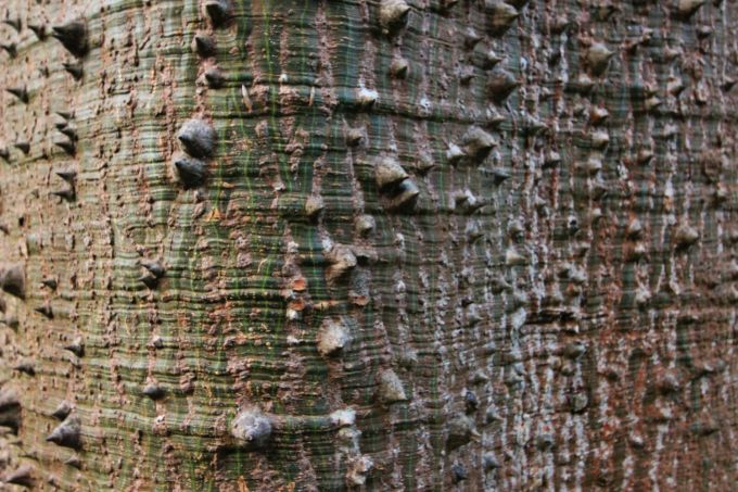 lamortella_fratus_morgen10_redux