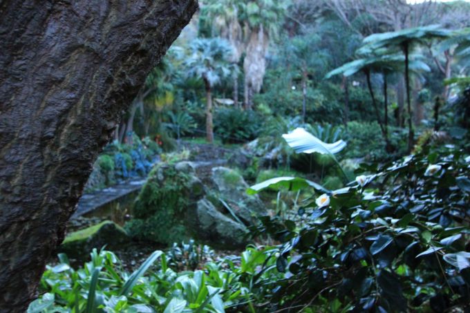 lamortella_fratus_morgen1_redux