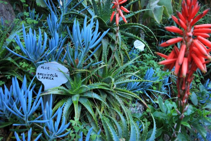 lamortella_fratus_morgen6_redux