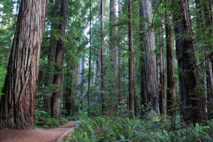 nuovosito_sequoiagrove_2