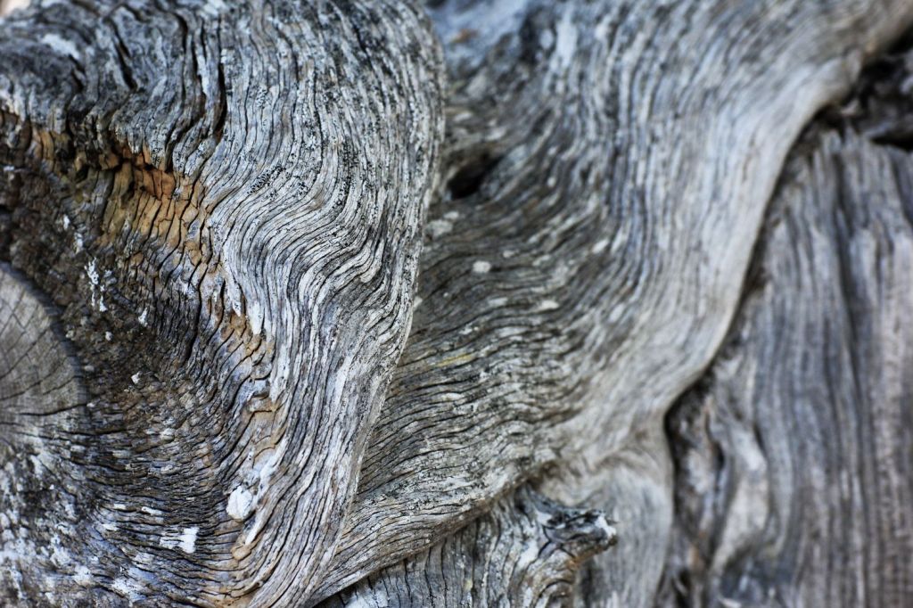 Cinque poesie incise in un tronco&nbsp;#1