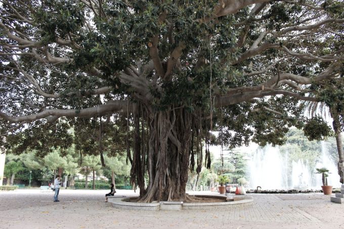 bocchefiamminghe_ficus-palermo-giardinoinglese-fratus-1500