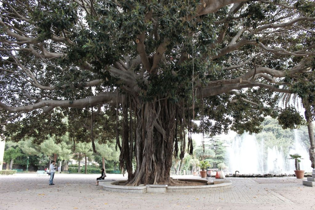 La Sagrada Familia degli Alberi. Palermo e i suoi&nbsp;ficus