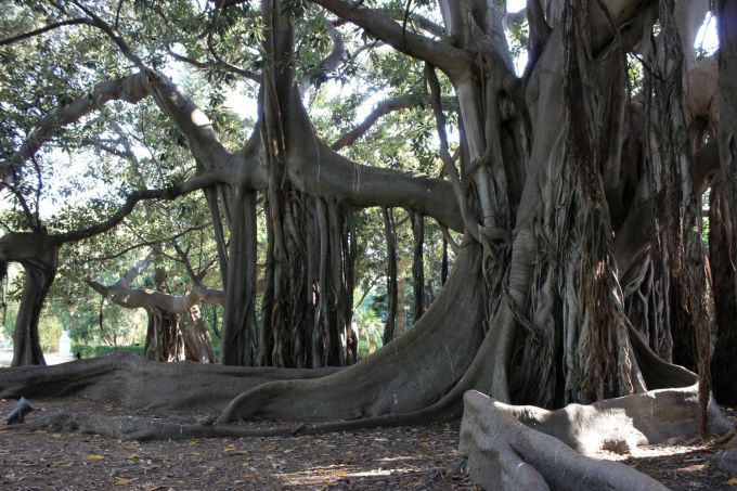 bocchefiamminghe_ficus-palermo-ortobotanicopatriarca-fratus-1500