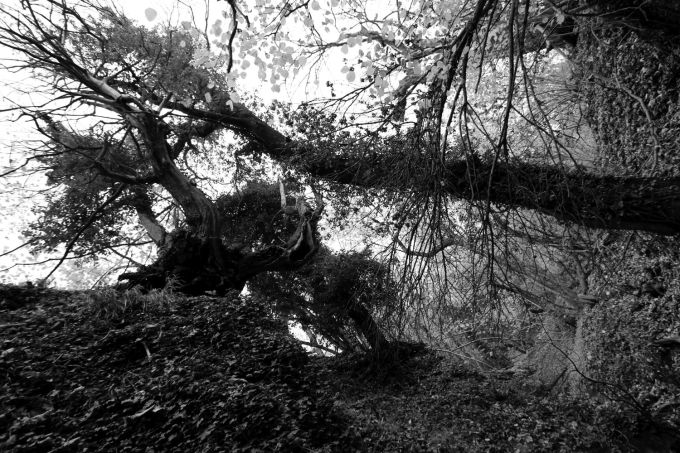 dalfondo_fratus_2015_redux