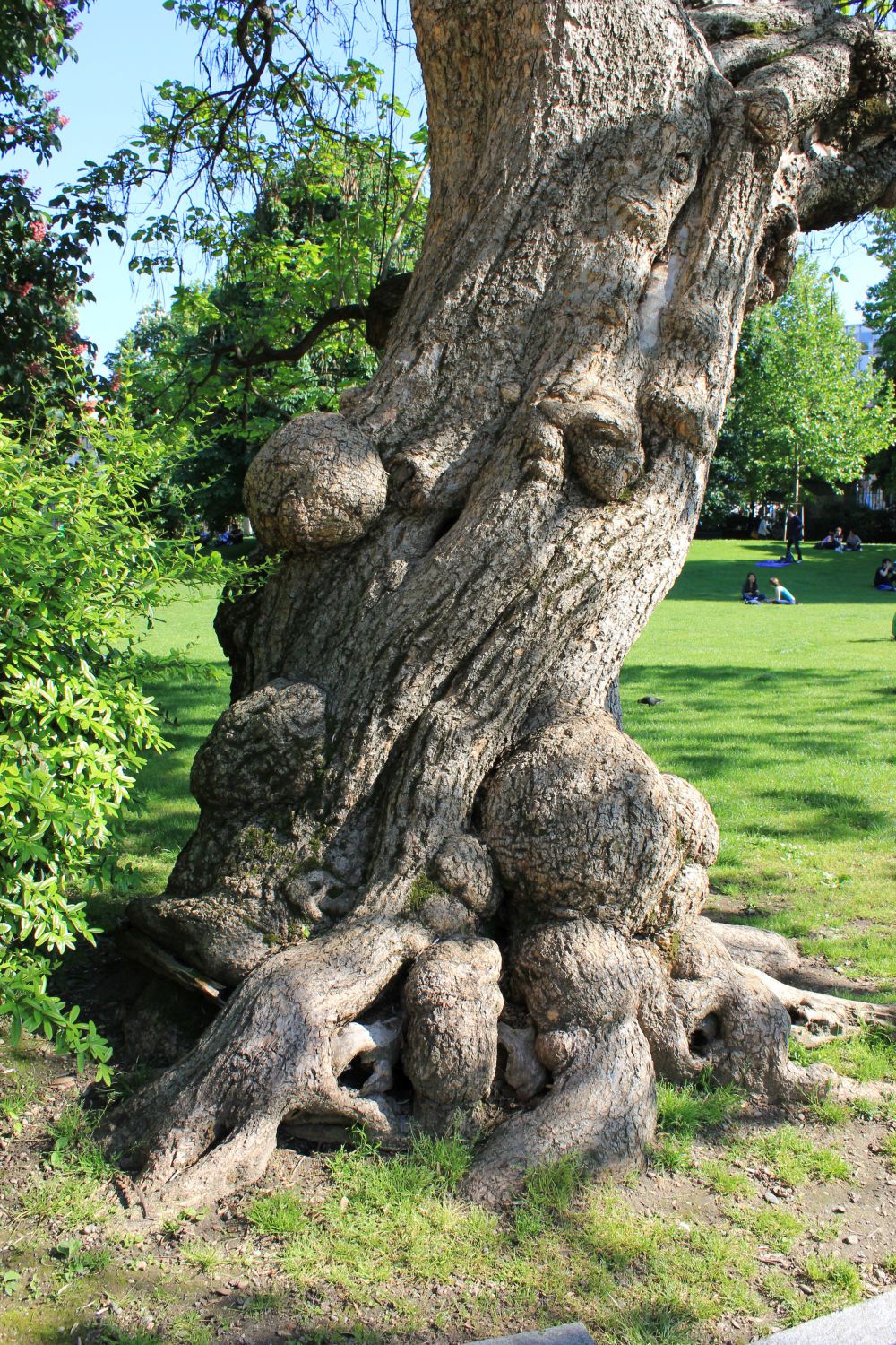 Alberi a Milano