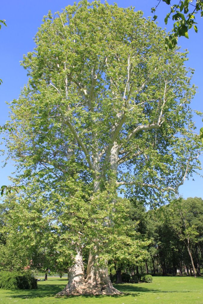 fratus_color_milano_g_redux