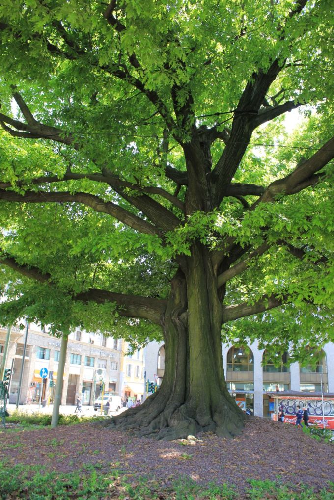 fratus_color_milano_l_redux