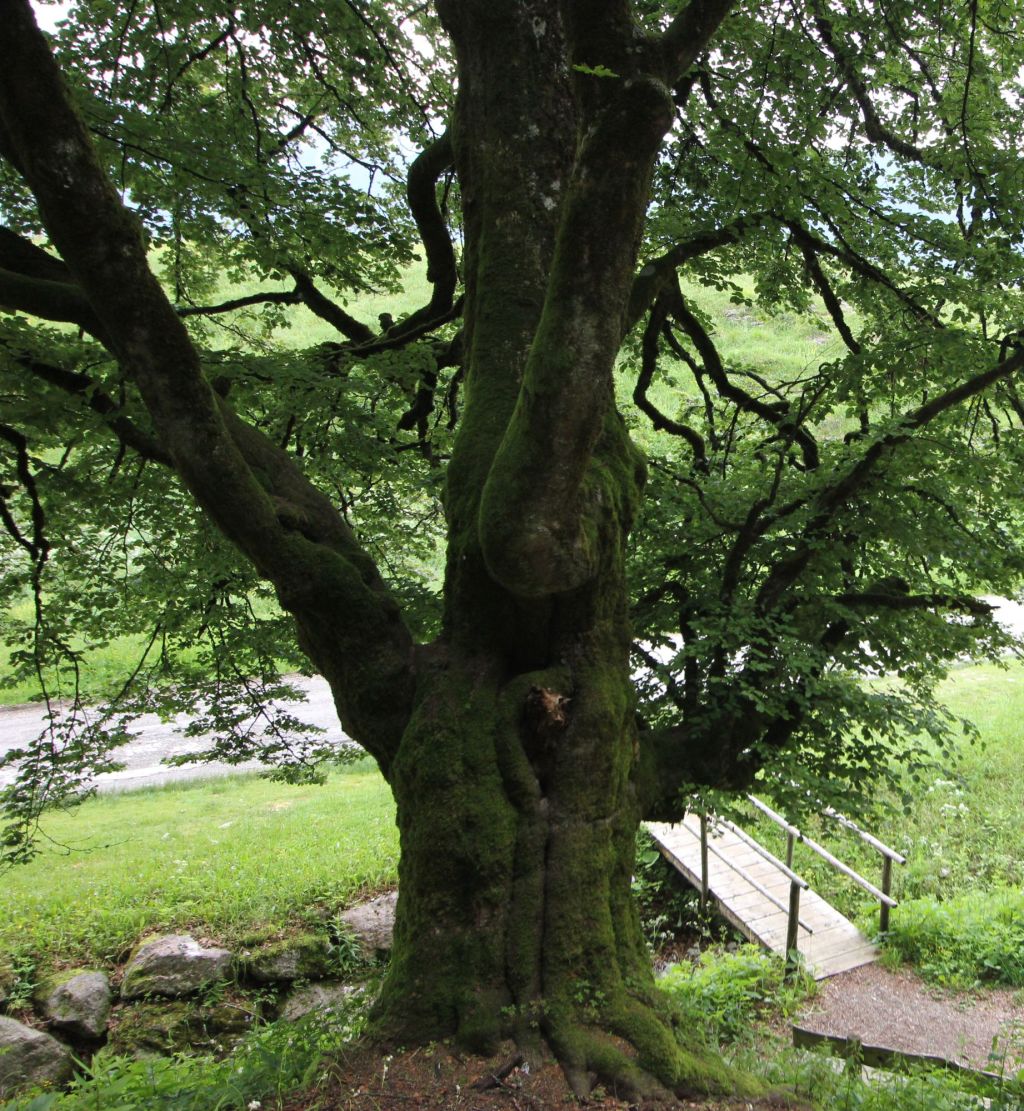 In Cansiglio: il faggio che veglia il villaggio di&nbsp;Vallorch