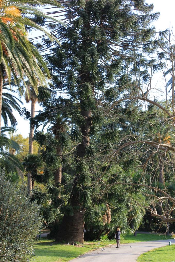 fratus_genova_nervi_araucaria