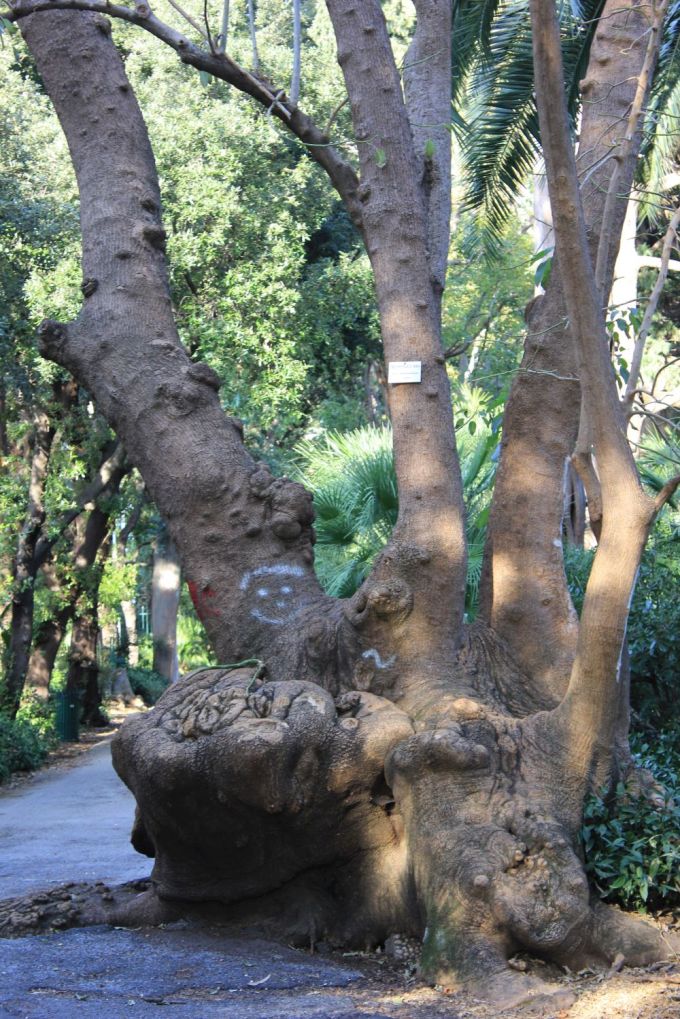 fratus_genova_nervi_fitolacca