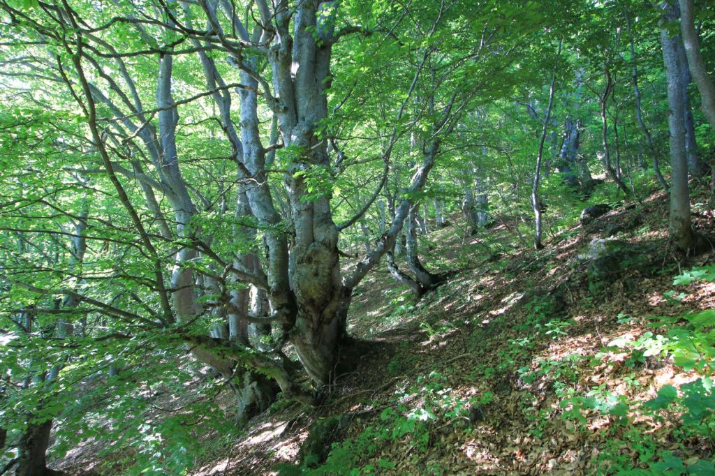 °C’è una strada nel bosco° – Recital e concerto sabato 9&nbsp;luglio