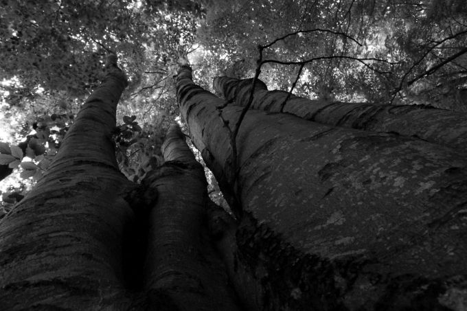 fugaversolaluce_fratus_2015_redux