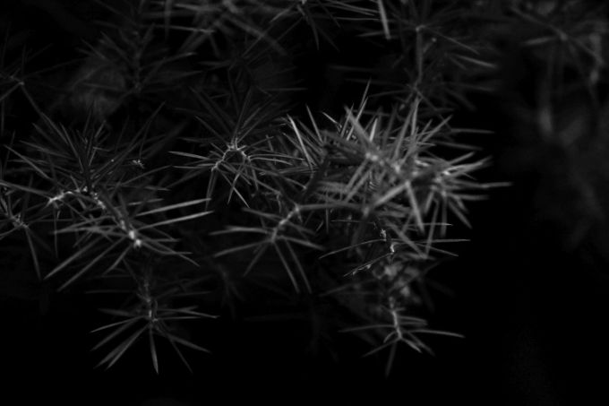 lapiccolanotte_fratus_2015_redux