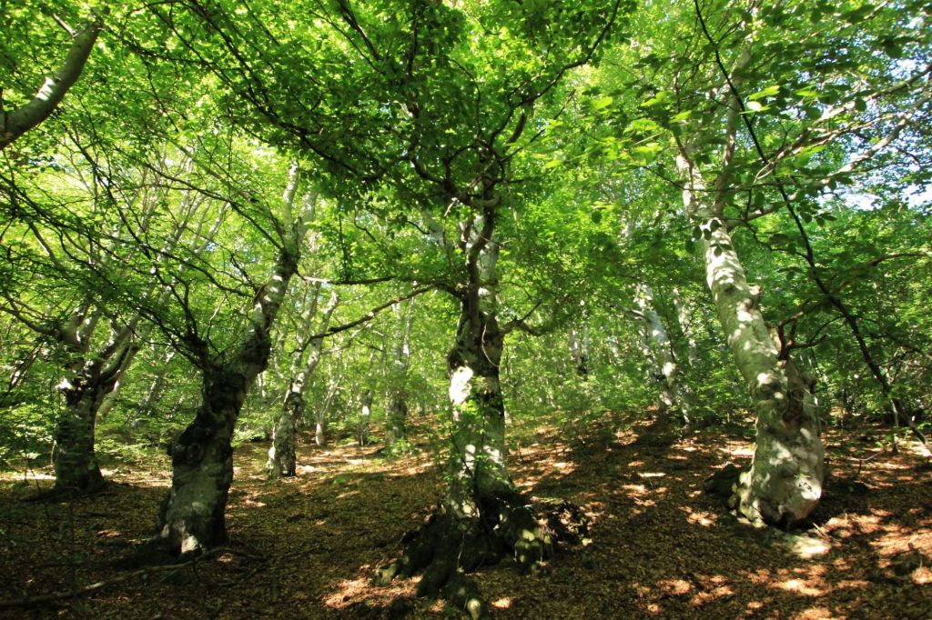 Preghiera ai faggi funambolo del Bosco del&nbsp;Palanfrè