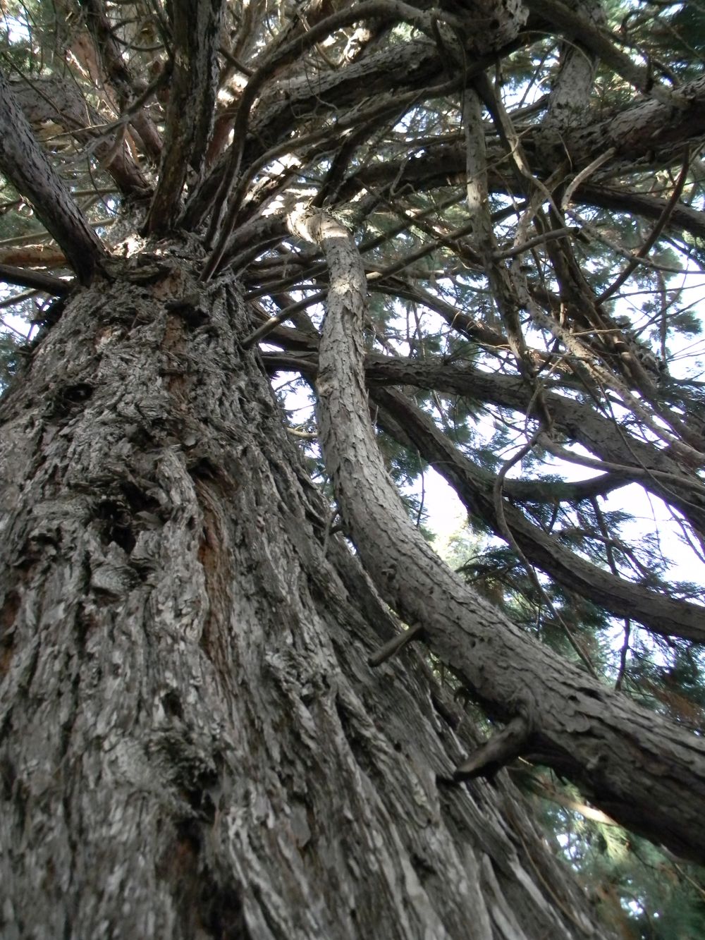 Misurare gli alberi più grandi e alti&nbsp;d’Italia