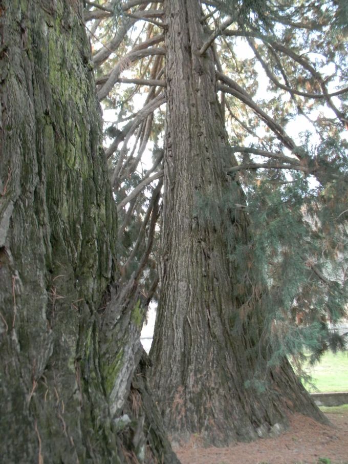 roccavione_fratus_b_redux